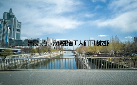 清晨5点, 我便跟着工人们下塘收虾