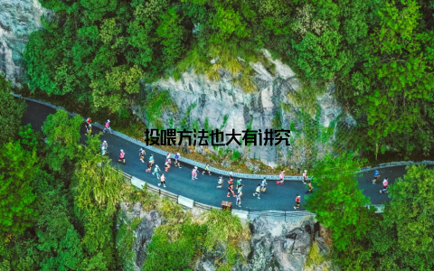 投喂方法也大有讲究