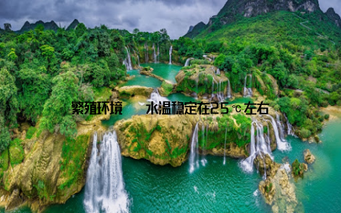 繁殖环境 – 水温稳定在25℃左右