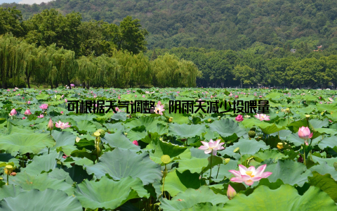 可根据天气调整, 阴雨天减少投喂量