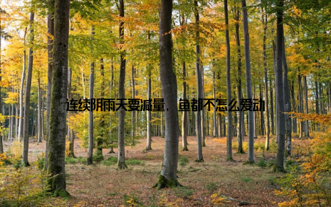 连续阴雨天要减量, 鱼都不怎么爱动