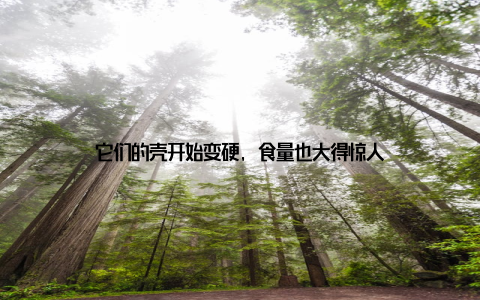 它们的壳开始变硬, 食量也大得惊人