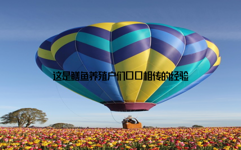 这是鳝鱼养殖户们口口相传的经验