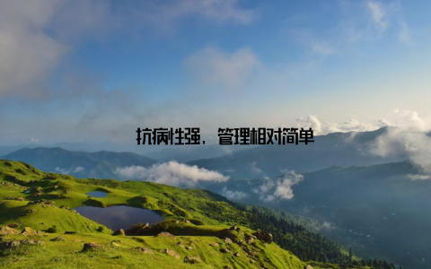 – 抗病性强, 管理相对简单