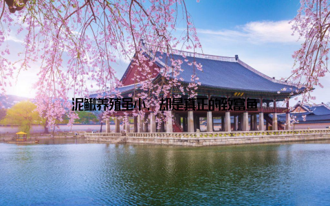 泥鳅养殖虽小, 却是真正的致富鱼