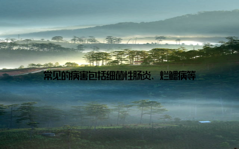 常见的病害包括细菌性肠炎、烂鳃病等