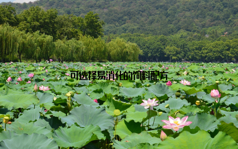 可选择易消化的饲料配方