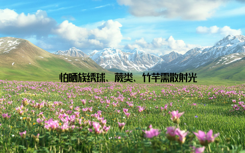 – 怕晒族绣球、蕨类、竹芋需散射光